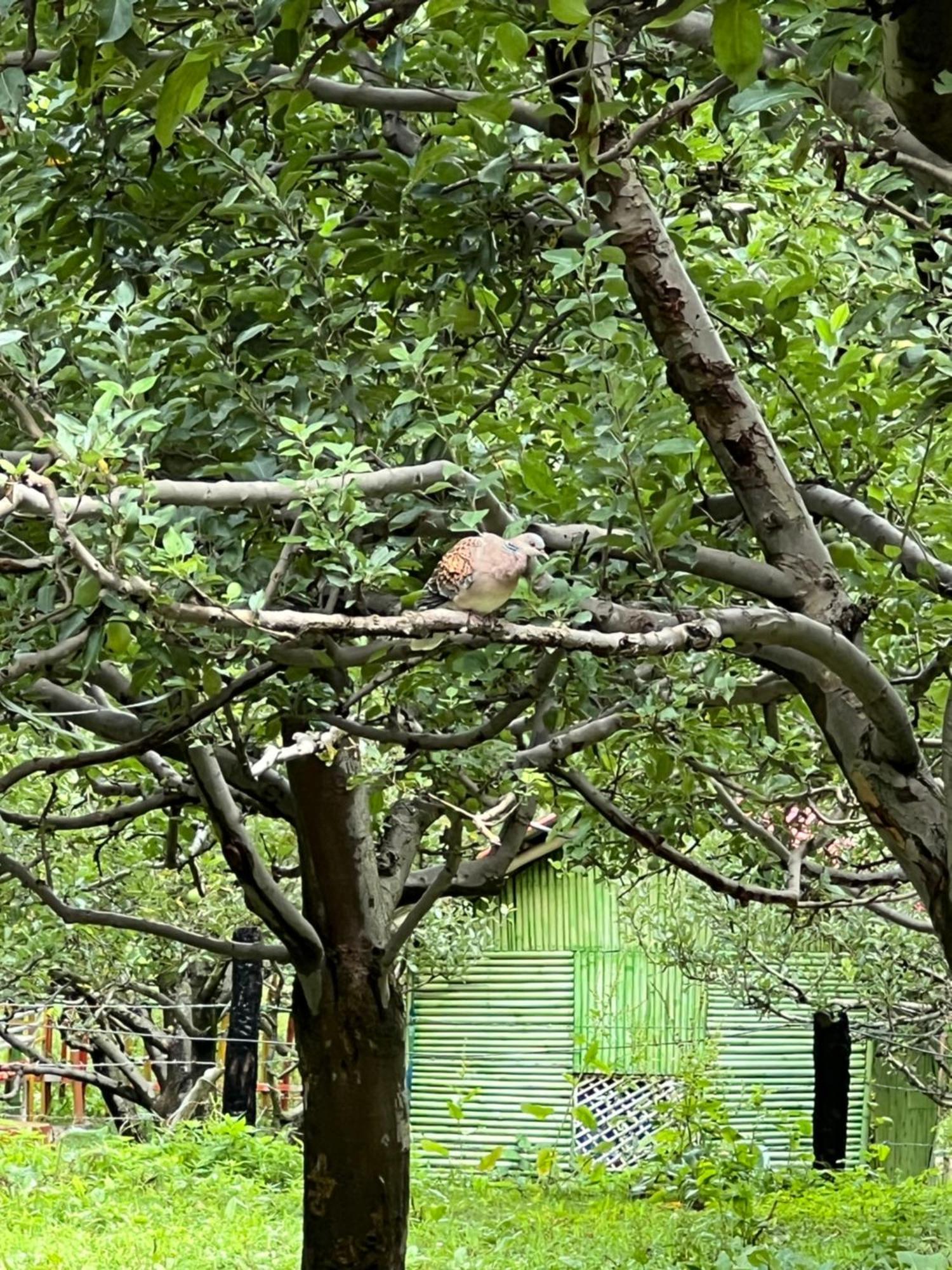 Old Brahma Homestay Kalgha Exterior foto